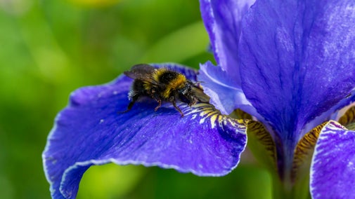 A bumble bee on a bright blue iris petal